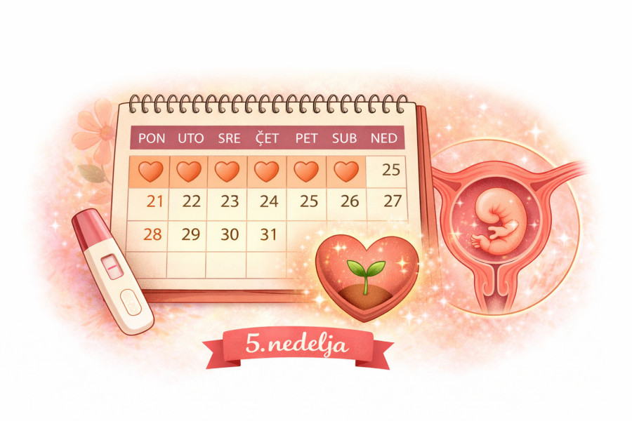5. nedelja trudnoće