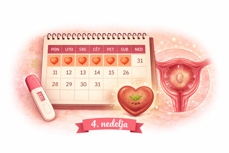 4. nedelja trudnoće