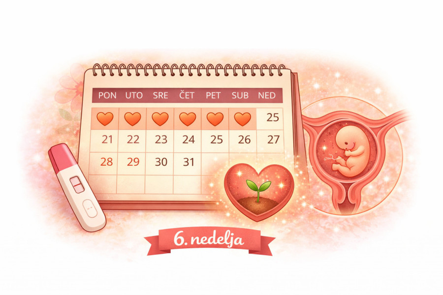 6. nedelja trudnoće