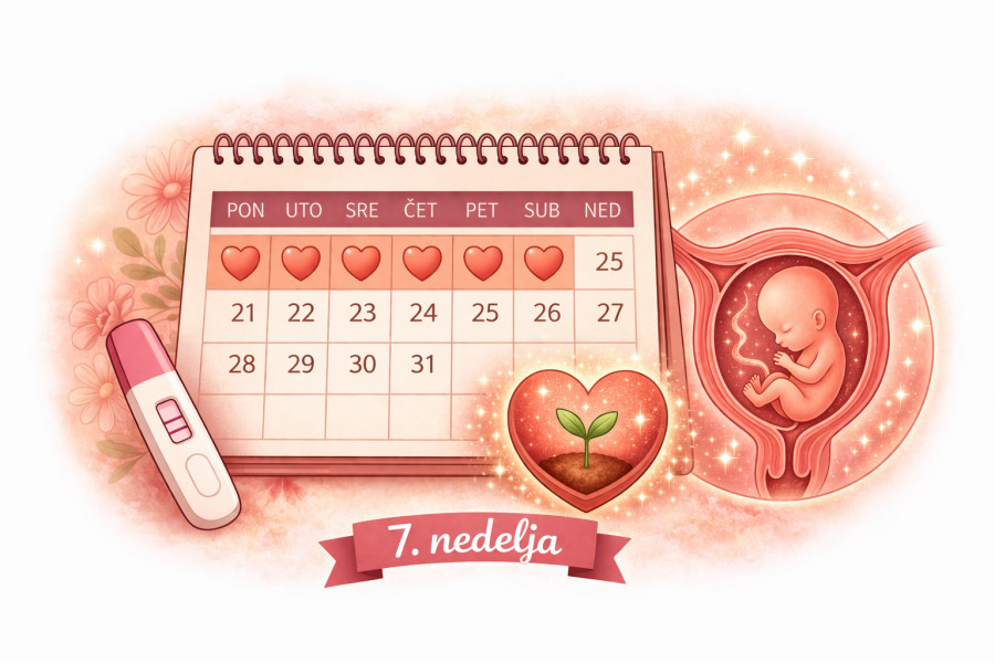 7. nedelja trudnoće