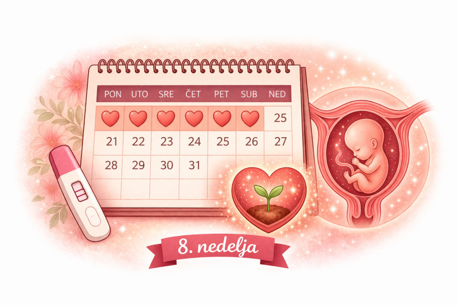 8. nedelja trudnoće