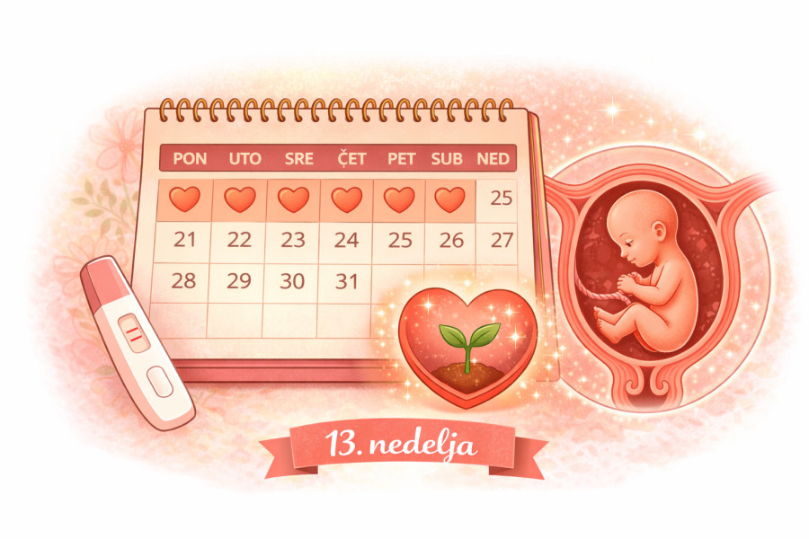 13. nedelja trudnoće