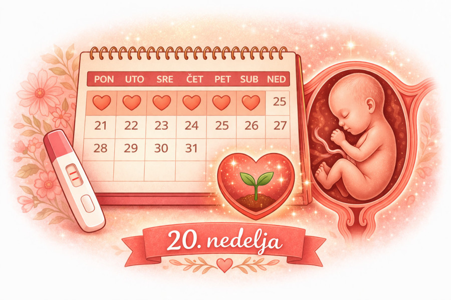 20. nedelja trudnoće